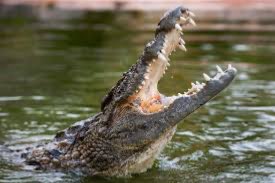 臺北市立動物園 | 去趣 chicTrip