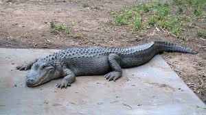 臺北市立動物園 | 去趣 chicTrip